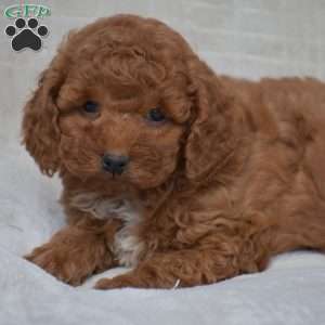 Kyle, Miniature Poodle Puppy